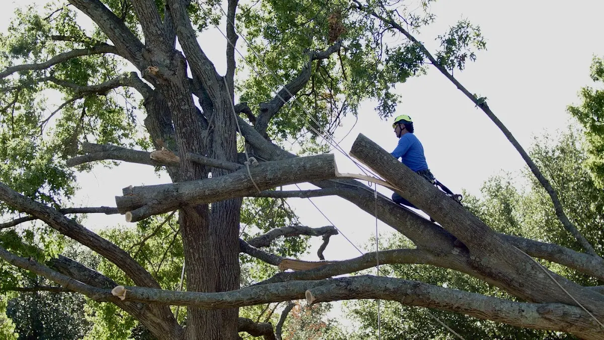 Professional Crown Thinning performed by certified arborists in Mount Aetna