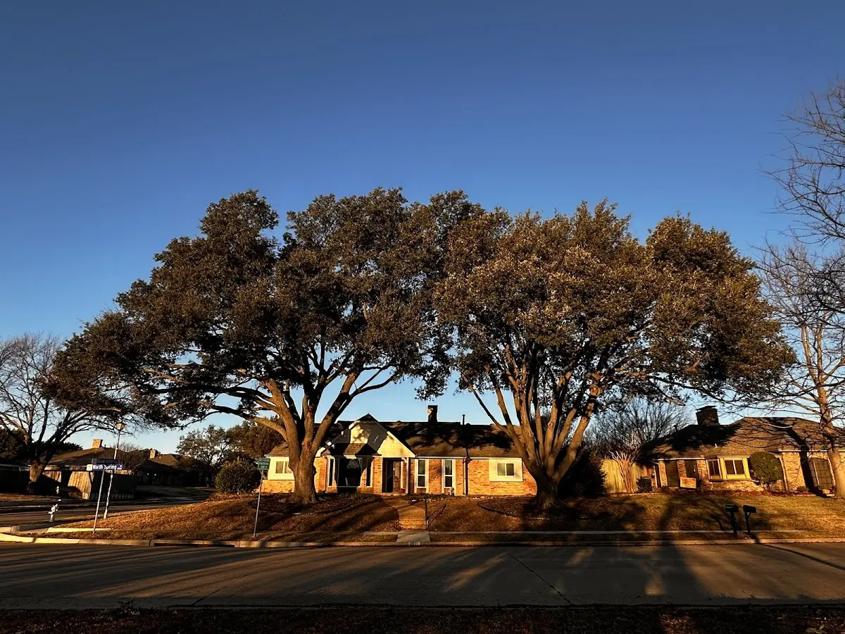 Established residential canopy tree shading a home in Mount Aetna